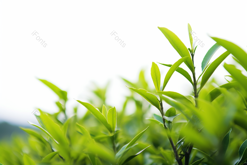 晴朗天空下正在努力生长发芽的茶树,高清,摄影图,摄影图片,图片大全,摄影图免费下载